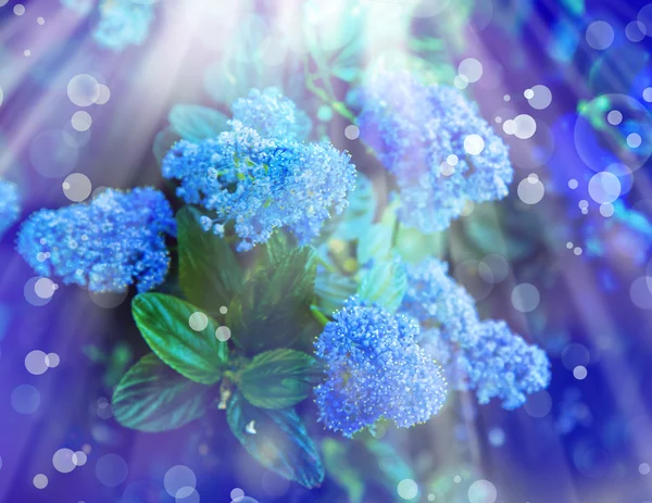 Hintergrund mit kleinen blauen Blumen — Stockfoto