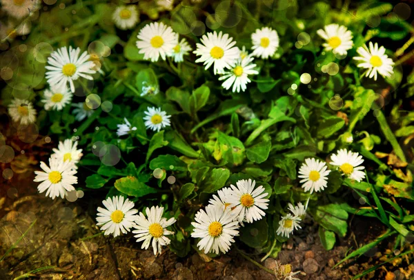 Field of chamomile flowers — Stock Photo, Image