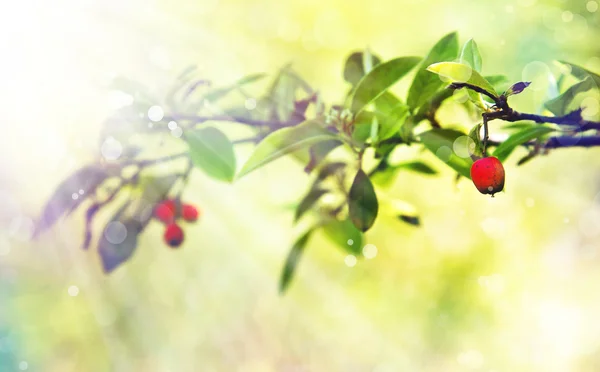 Małe czerwone jagody na Busha — Zdjęcie stockowe