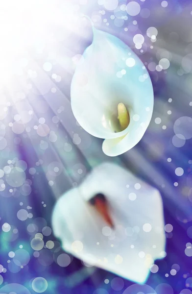 Białe lilie calla — Zdjęcie stockowe
