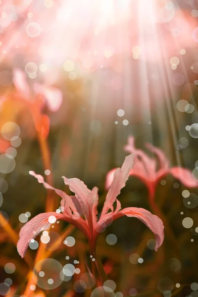 Giglio fiore — Foto Stock