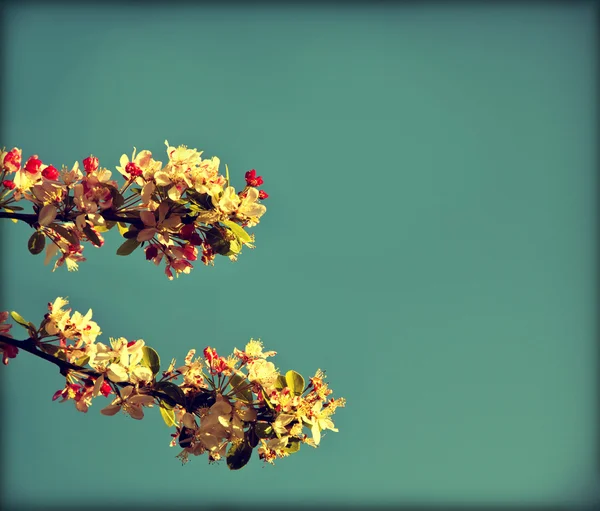 Flowering cherry tree. — Stock Photo, Image