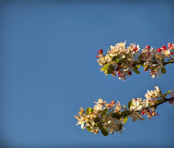 Flowering cherry tree. — Stock Photo, Image