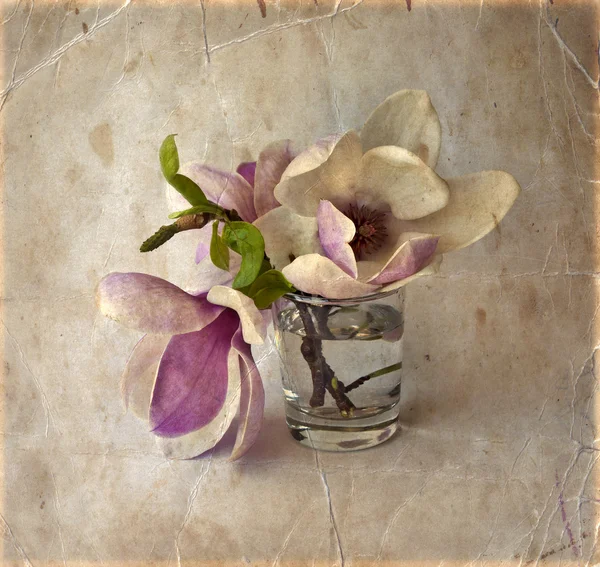 Magnoliablomster i vase – stockfoto