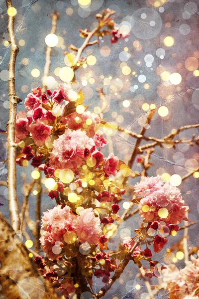 Όμορφη Κερασιά λουλούδια — Φωτογραφία Αρχείου