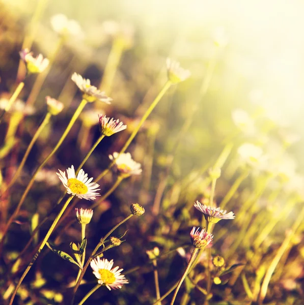 Veld van kamille bloemen — Stockfoto