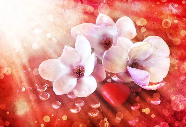 Magnolia flowers with heart — Stock Photo, Image