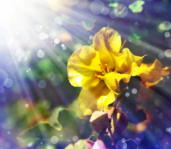 Gelbe Blüten — Stockfoto