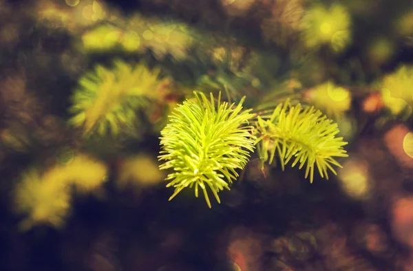Gröna gran eller tall grenar — Stockfoto