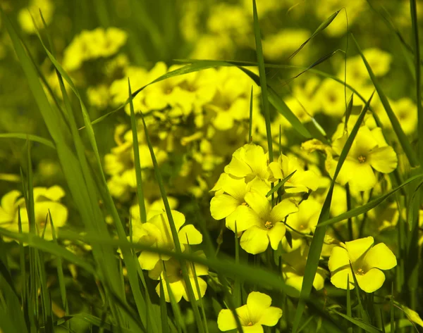 Gele bloemen — Stockfoto