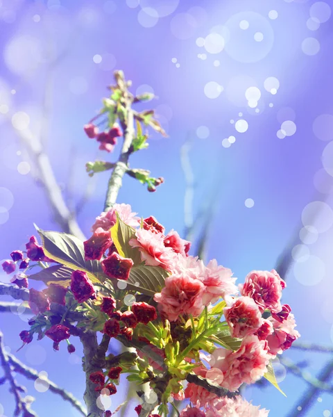 Schöne Kirschbaumblüten — Stockfoto