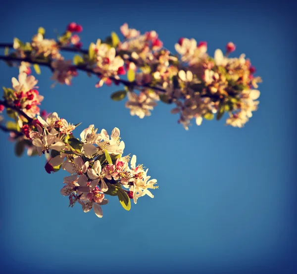Flowering cherry tree. — Stock Photo, Image