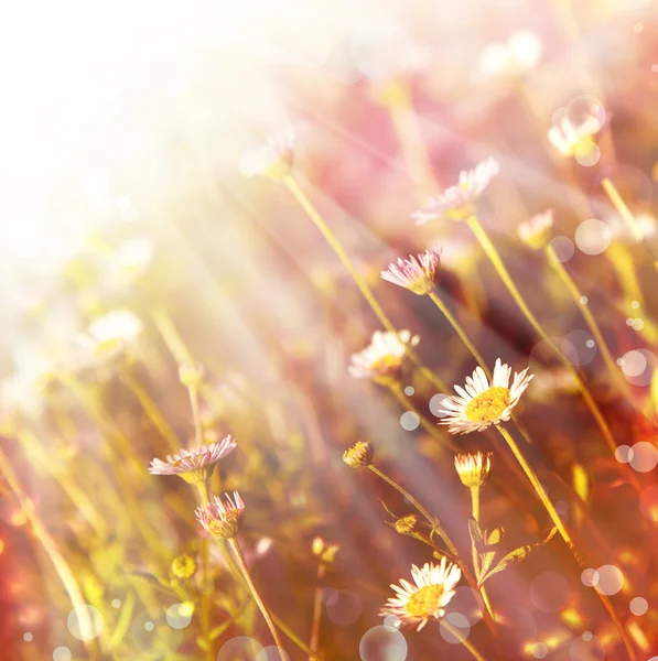 Campo di fiori di camomilla — Foto Stock