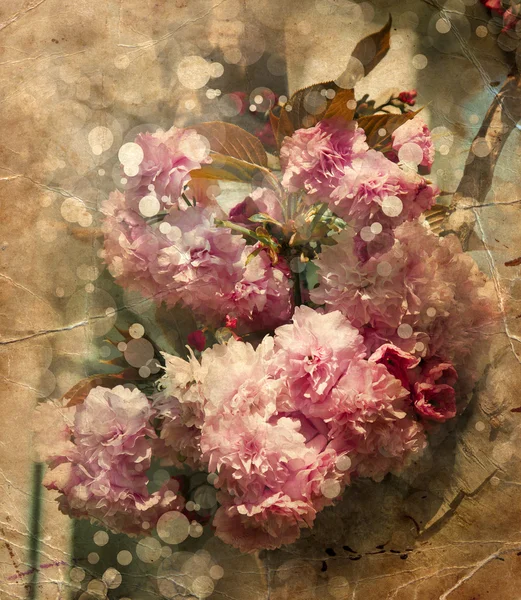 Bellissimi fiori di ciliegio — Foto Stock