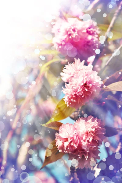 Beautiful cherry tree flowers — Stock Photo, Image