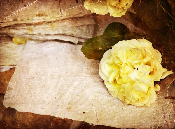 Roses blanches, pétales et papier fait main — Photo