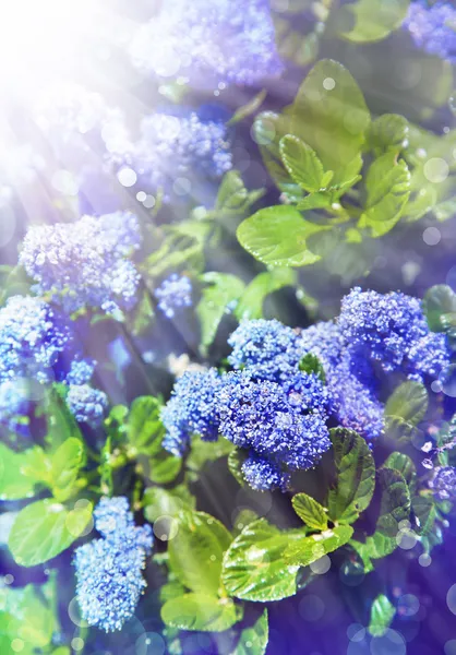 Background with little blue flowers — Stock Photo, Image