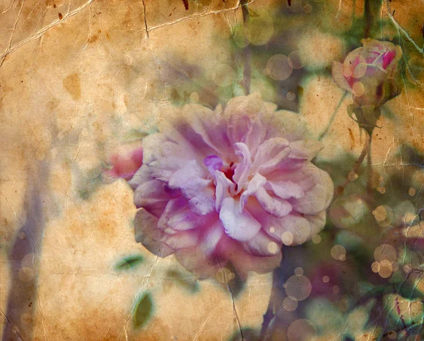 Ροζ τριαντάφυλλο με σταγόνες δροσιάς. — Φωτογραφία Αρχείου