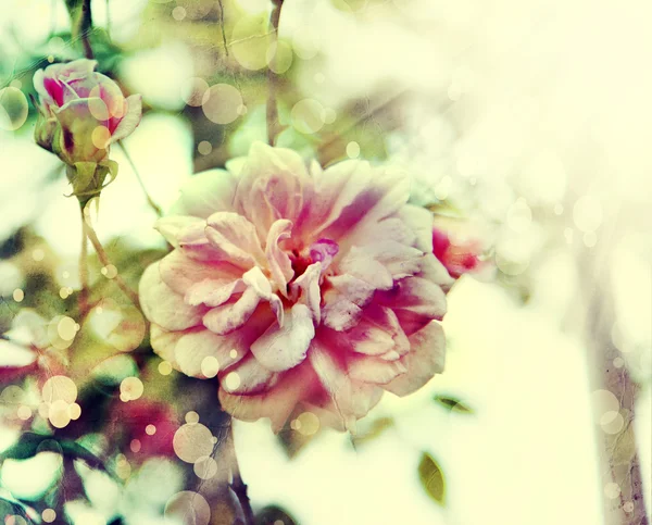 Rosa rosa com gotas de orvalho. — Fotografia de Stock