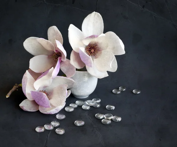 Magnolia flowers in vase — Stock Photo, Image