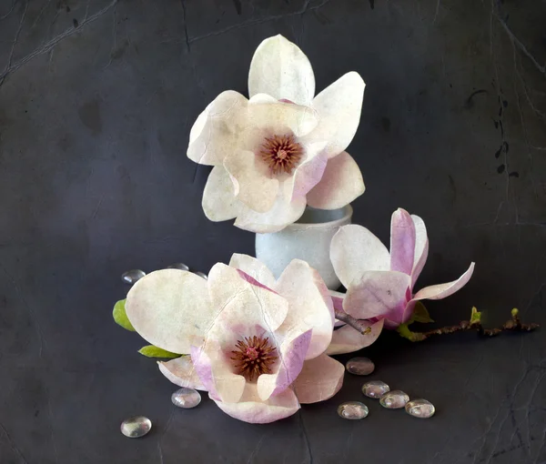 Flores de magnólia em vaso — Fotografia de Stock