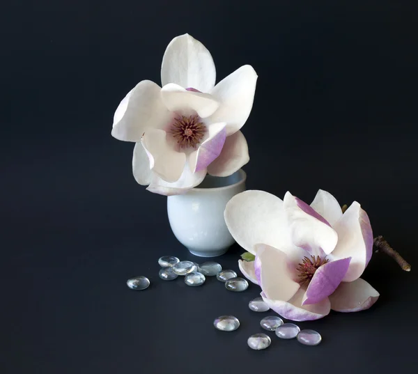 マグノリアの花の花瓶 — ストック写真
