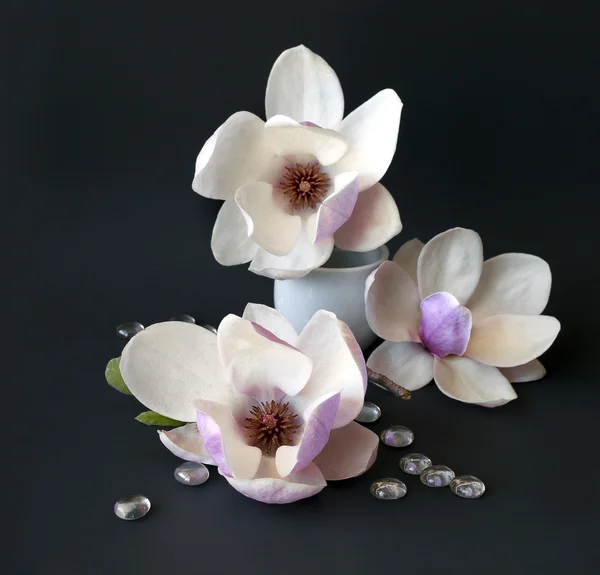 Magnolia blommor i vas — Stockfoto
