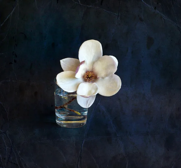 Magnolia flores — Fotografia de Stock