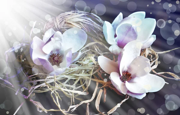 Magnolia flowers — Stock Photo, Image