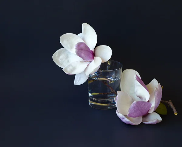 Kwiaty magnolii — Zdjęcie stockowe