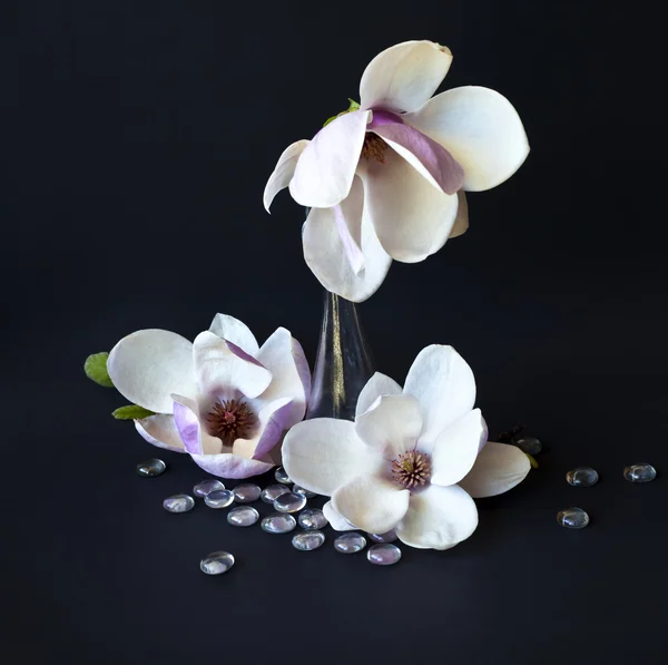 Magnolia flowers in vase — Stock Photo, Image