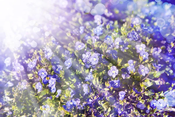 Синие цветы — стоковое фото