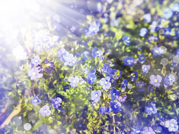 Růžové květy — Stock fotografie