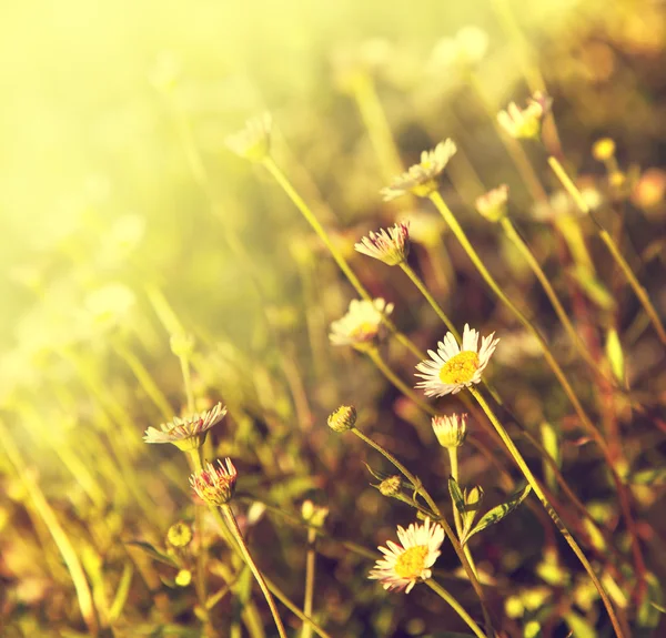 Field of chamomile flowers — Stock Photo, Image