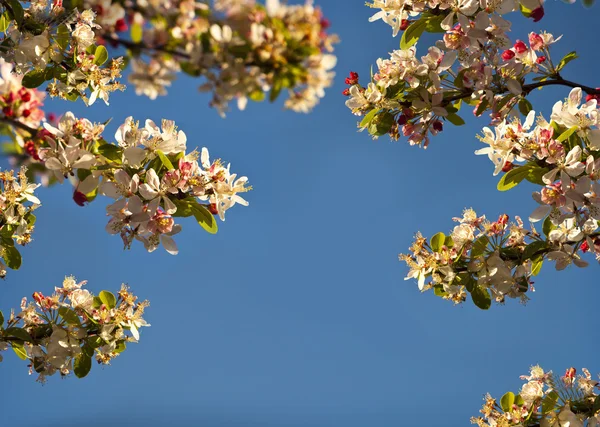 Blommande körsbärsträd. — Stockfoto