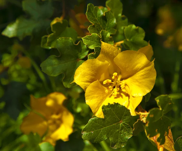 Flor amarilla —  Fotos de Stock