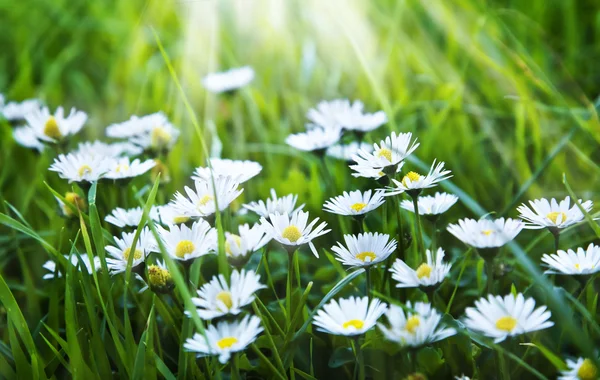 Fält kamomillblommor — Stockfoto