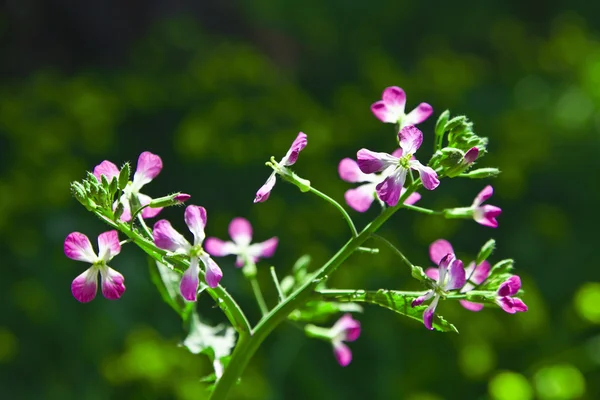 粉色的花 — 图库照片