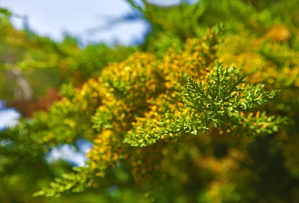 Yeşil çam ağacı — Stok fotoğraf