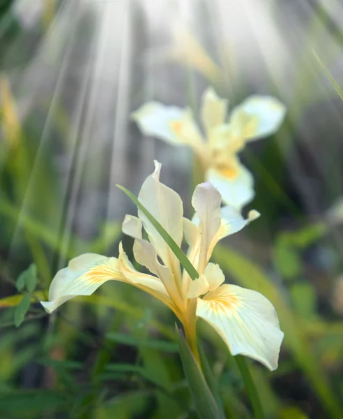 Weiße Lilienblüte — Stockfoto