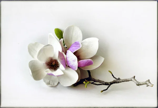Magnólia virág — Stock Fotó