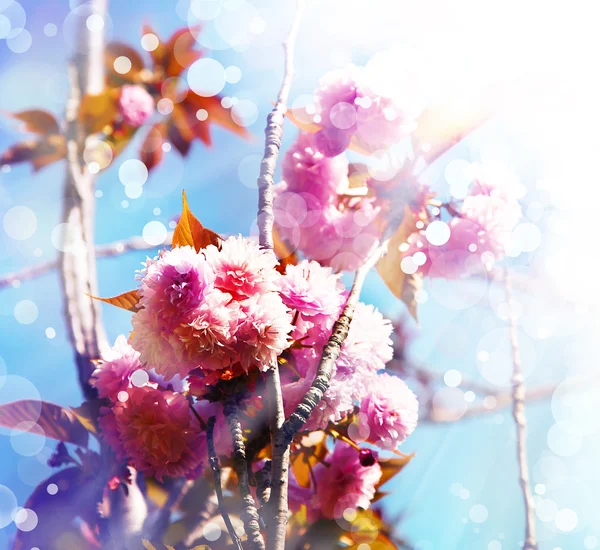 Bellissimi fiori di ciliegio — Foto Stock