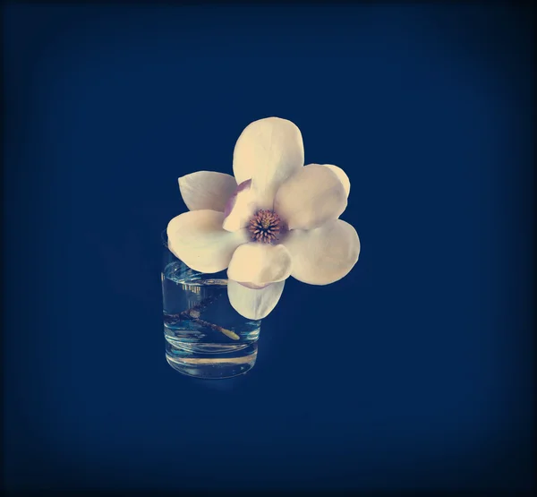 Flor de magnolia — Foto de Stock