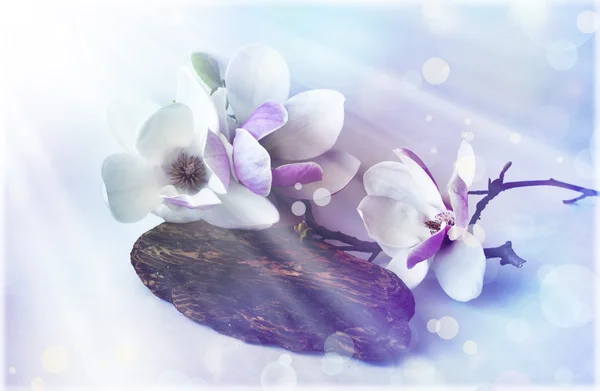 Manolya çiçek — Stok fotoğraf
