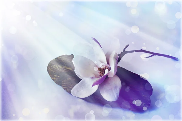 Magnolia flowers — Stock Photo, Image