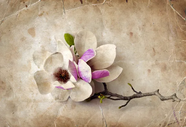 Magnolia λουλούδια. — Φωτογραφία Αρχείου