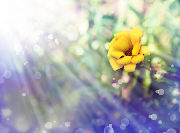 Kleine gele bloem — Stockfoto