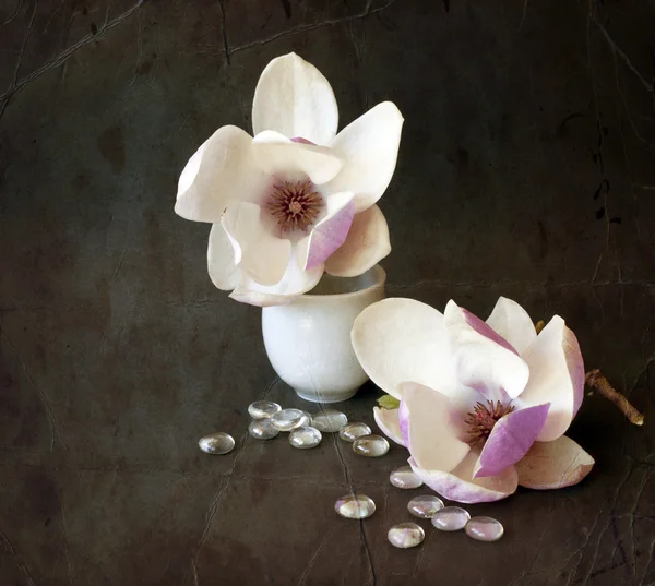 Květy magnólie — Stock fotografie