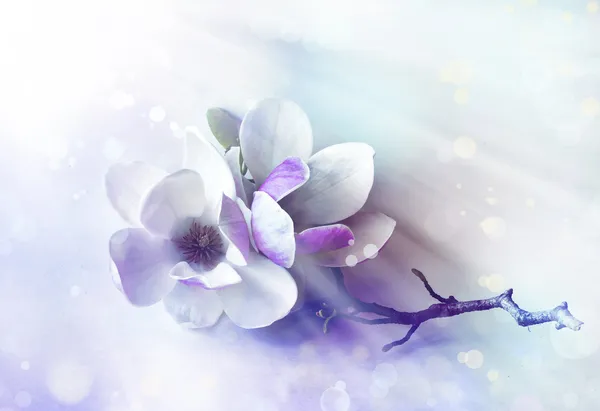 Magnolia flowers — Stock Photo, Image