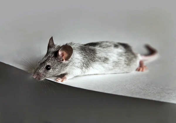 Niedliche graue und weiße Maus — Stockfoto